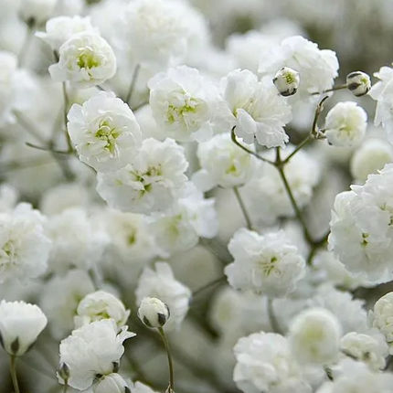 Гипсофила, натуральный сухоцвет Gypsophila, 5 веток h-20см ...