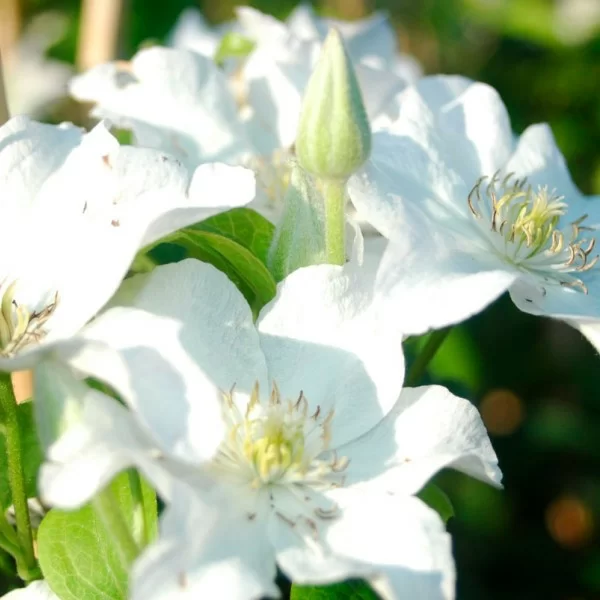 Клематисы - Clematis - Źródło Dobrych Pnączy