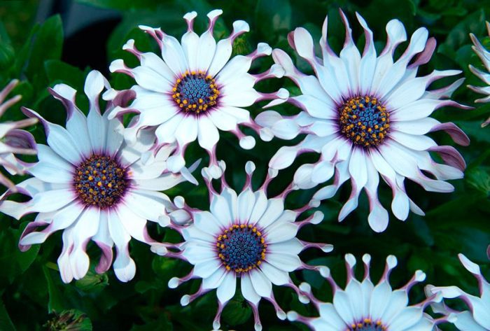 Остеоспермум (Osteospermum) | отзывы