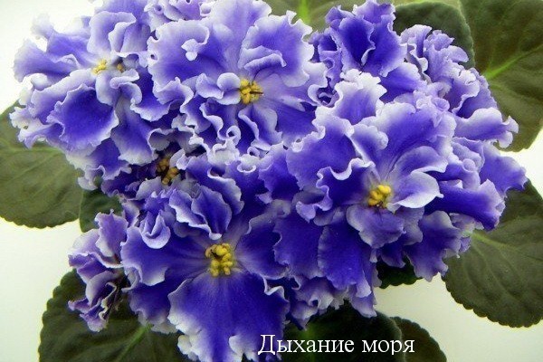 Короткий обзор фиалки : Dn-Fleur . красивая фиалка . смотрите ...