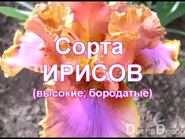 Ирисы бородатые: сорта поющие и ...