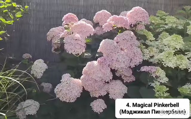 Гортензия древовидная (Hydrangea arborescens `Magical ...