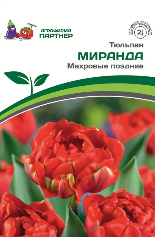 Тюльпан Miranda / Миранда (класс Махровые поздние), 1 луковица