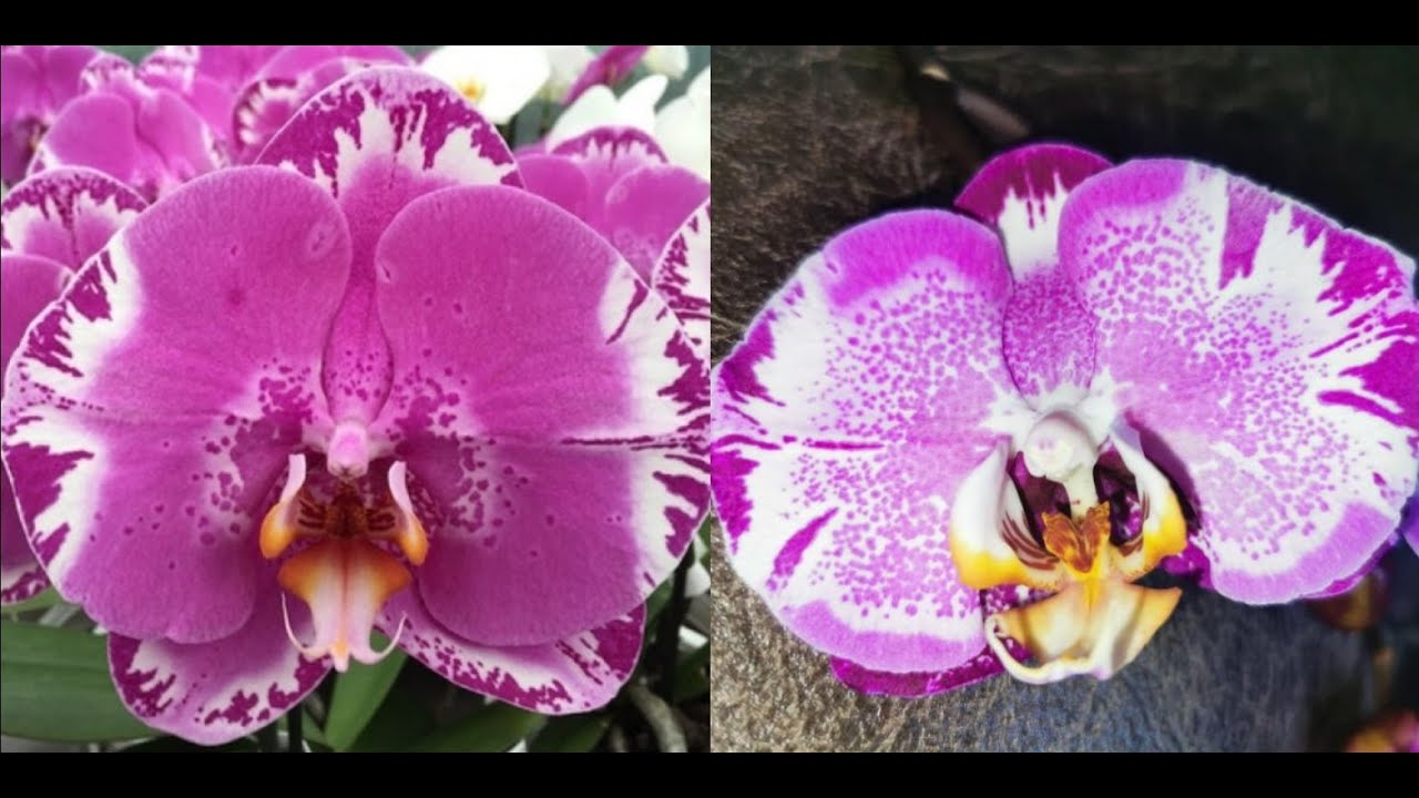 Orchids_Helen | Tiara 💓 .. Отношение к ней менялось ...