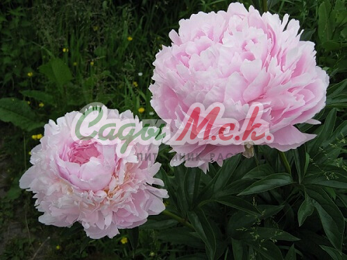 Paeonia, Red Peony 'Kansas' | Gertens Garden Center