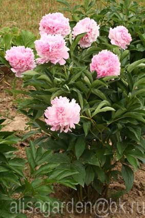 Dresden Pink peony. Дрезден Пинк пион. Пулков сад (2022 г ...