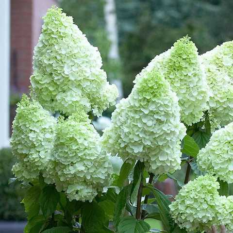 Гортензия метельчатая Меджикал Мунлайт р9 / Hydrangea ...