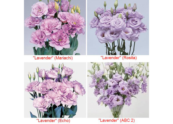 Eustoma ABC ® ROSE (Эустома, Лизиантус): купить 3 семени c ...