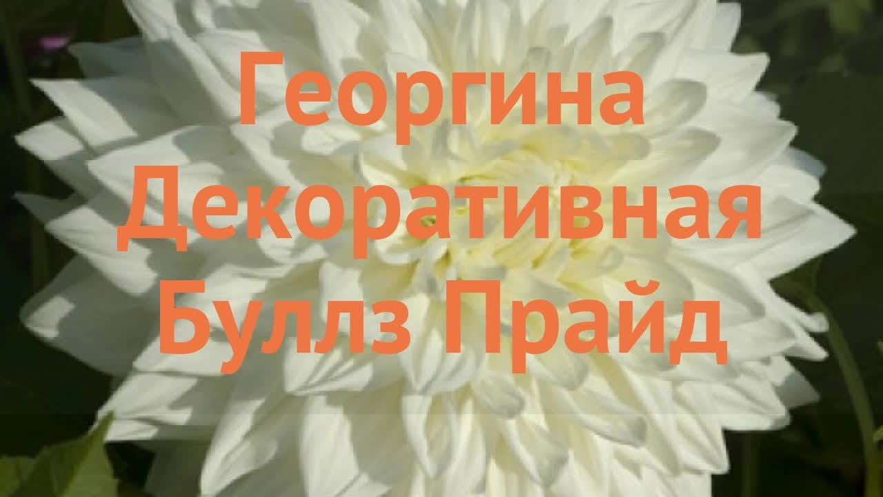 георгины, георгина, георгина буллз ...