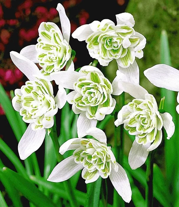 Подснежник, или Галантус (Galanthus) описание, уход, фото