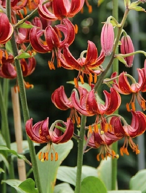 Лилия кудреватая, или Мартагон (Lilium martagon)