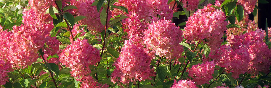 Самый уникальный сорт в мире Hydrangea paniculata «Fraise ...