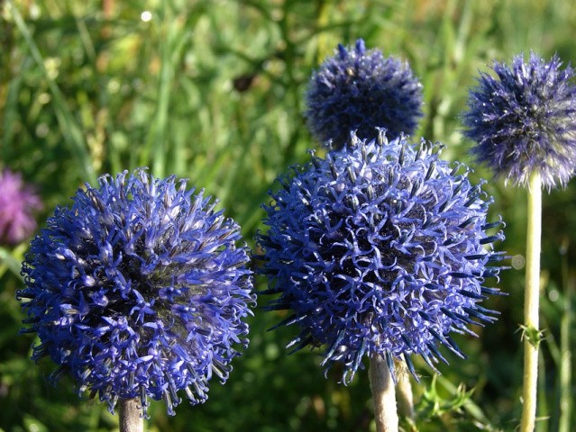 Семена Гавриш Мордовник (Echinops ritro) Морской ёж | отзывы