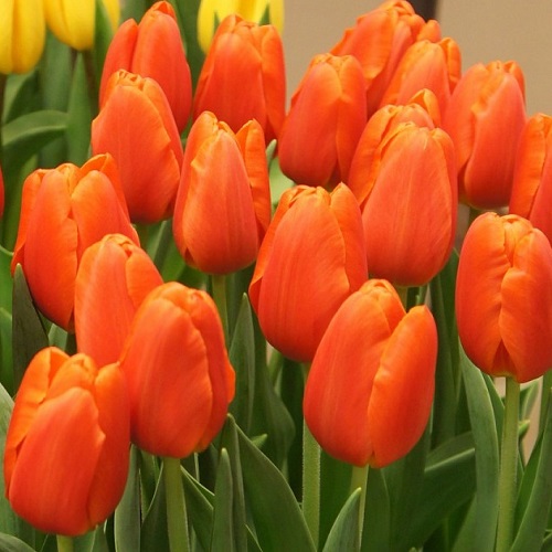 Tulipa Orange van Eijk ...