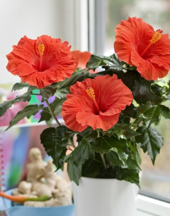 Hibiscus MOSCHEUTOS 'NIPPON RED ...