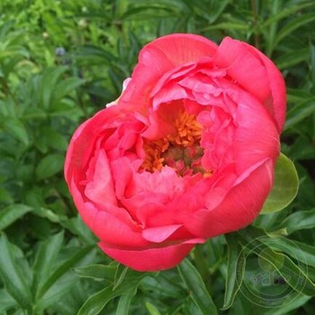 Пион Рэд Грейс (Paeonia Red Grace) - описание сорта, фото ...