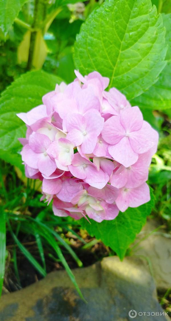 Гортензия древовидная (Hydrangea arborescens),купить ...