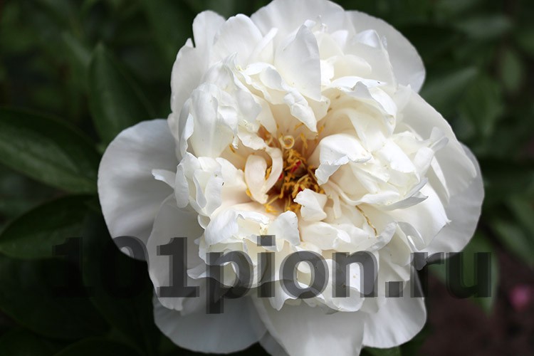 Peony Greenland / Пион Гринленд