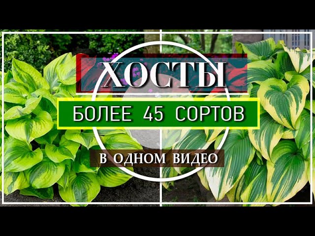 Хоста гибридная: сорт Эс Энджел из каталога – купить с ...