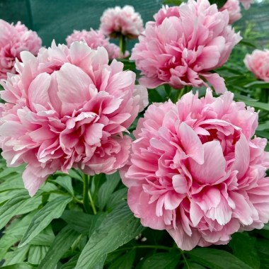 Пион Paeonia Doris Cooper