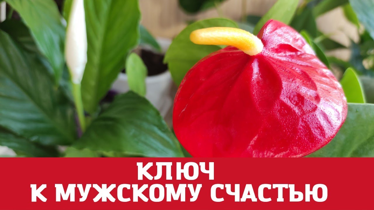 ДЛЯ НОВИЧКОВ уход от А до.. | ❀※❀АНТУРИУМ - КРЫМ ...