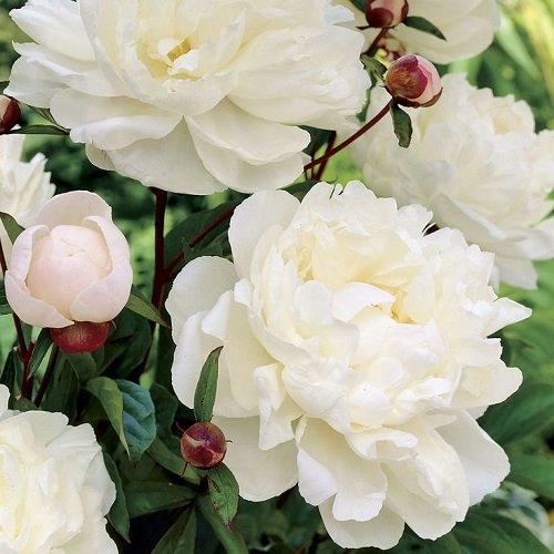 Пион Гардения (Paeonia Gardenia). Махровый розовидный ...