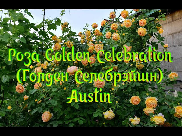 Golden Celebration Rose - David Austin - Very Fragrant ...