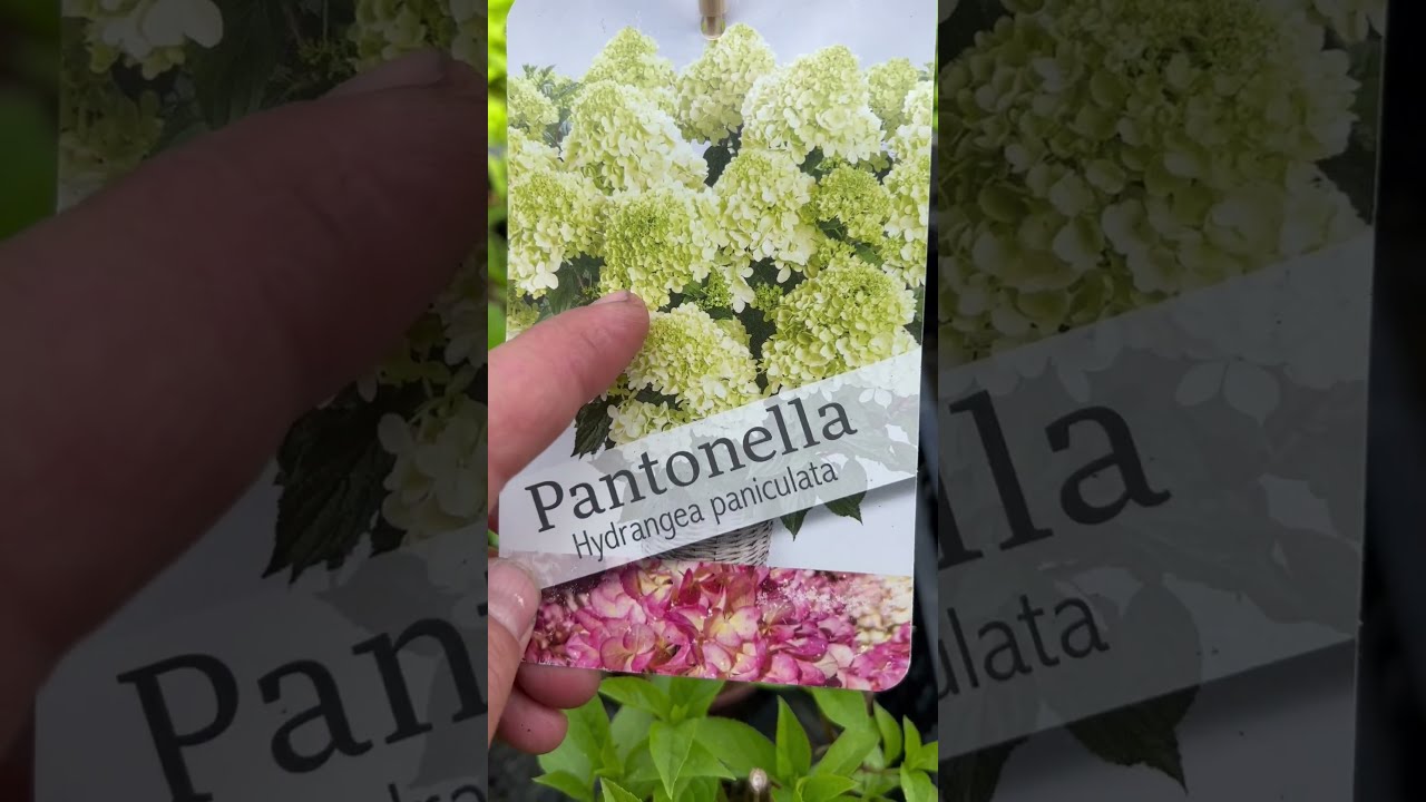 ✓ Купить [ Гортензия метельчатая Панфлора Panflora ] в ...