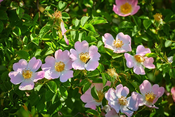 Rosa Canina Asisiensis