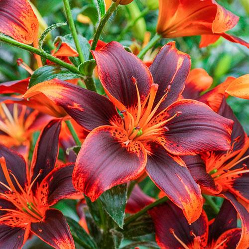 Lilies FOREVER SUSAN. Burgundy-orange three lily flowers ...