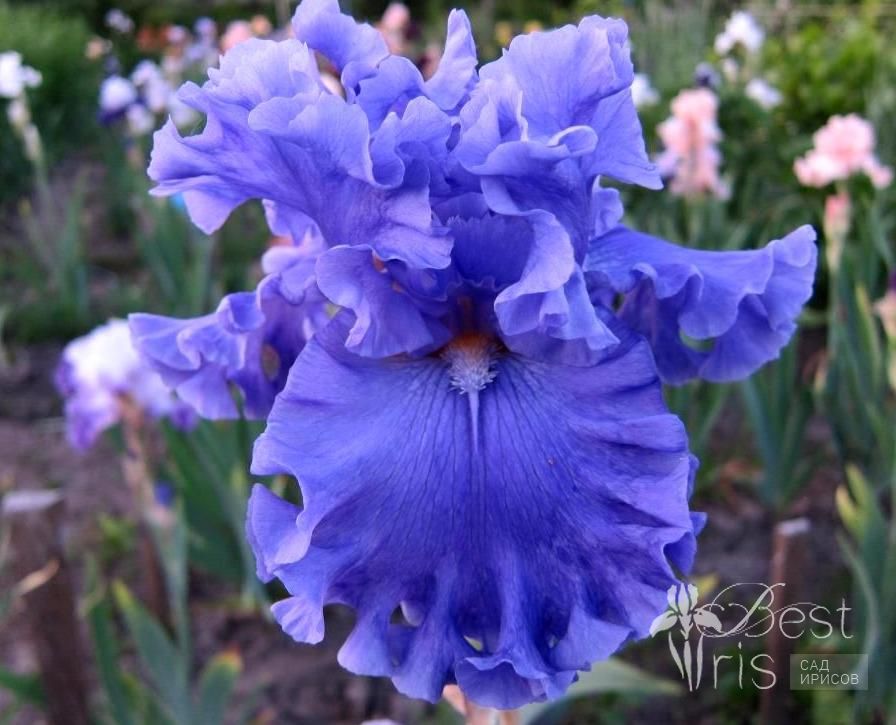 Daniel's Pacific NW Garden: Iris if the ...