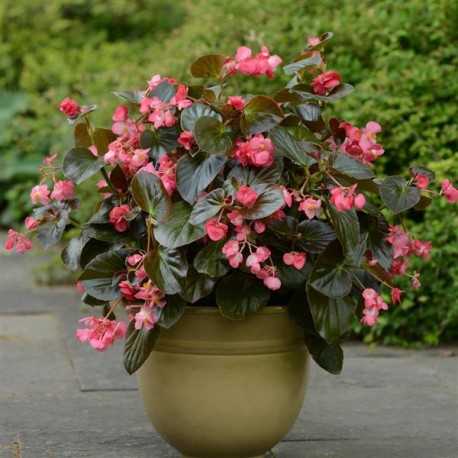 Begonia – Bronze Leaf – Megawatt Rose | Medary Acres