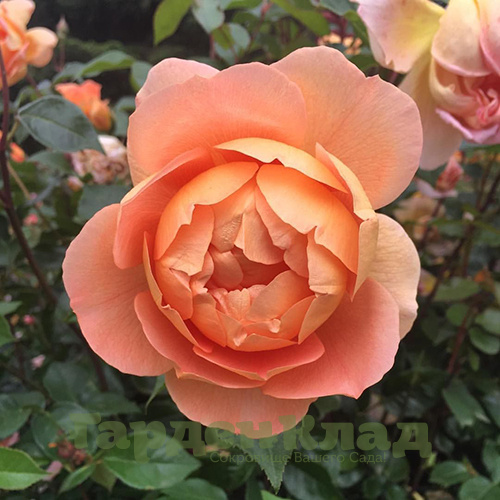 Free Photos | Orange Rose (Pat Austin)