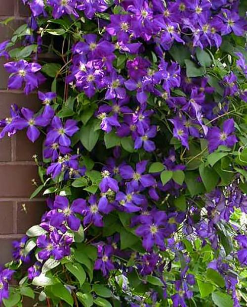 Клематис Жакмана (Clematis jackmanii T ...