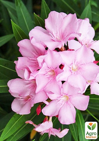 Nerium OLEANDER 'VARIEGATA' (Олеандр): купить 3 семени c ...