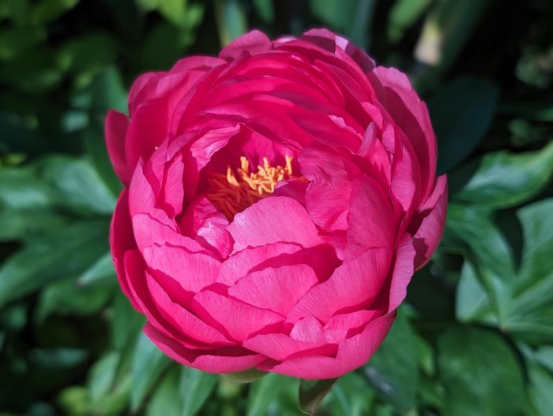 Pink Peony Herbaceous peony Cytherea ...