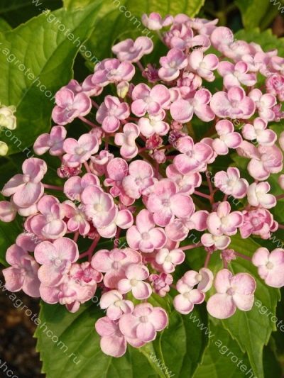 Саженцы Гортензия крупнолистная Аиша (Hydrangea macrophylla ...