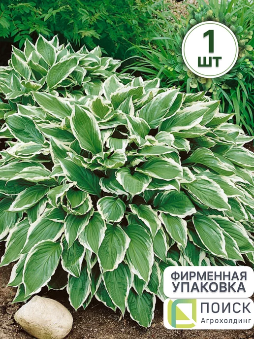 Хоста Найт Бифо Кристмас купить в питомнике с доставкой