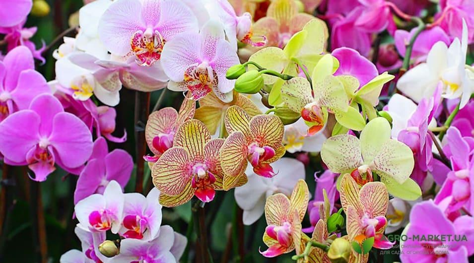 Орхидея фаленопсис (Phalaenopsis)