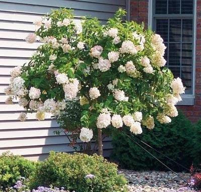 Купить Гортензия метельчатая Лаймлайт Hydrangea paniculata ...