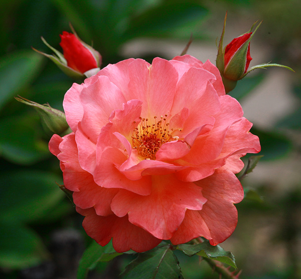 Файл:Rosa JulieDeMersent1a.UME.jpg — Википедия