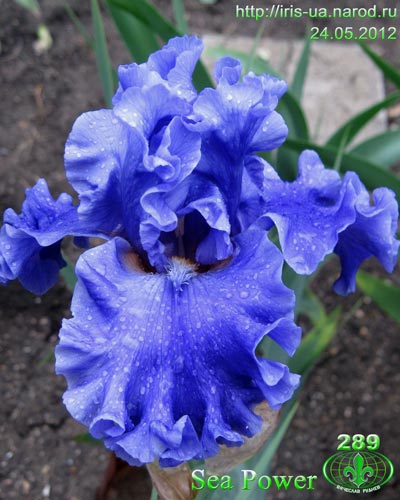 Double Bearded Sea Power Iris Flowers ...