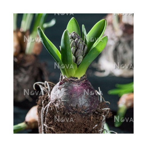 Купить Луковицы Гиацинтов (Bulbs of hyacinths)много разных ...