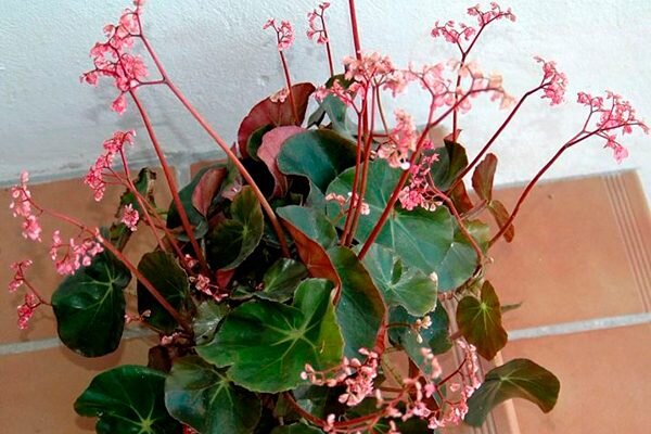 Бегония пятнистая begonia maculata, посадка и уход