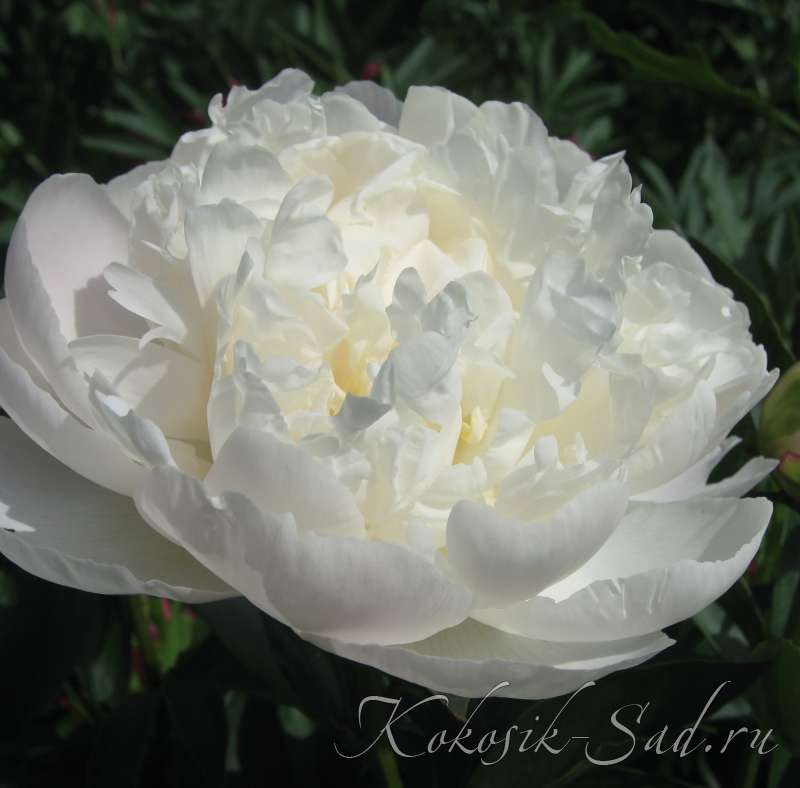 Gardenia Peony - Pahl's Market - Apple Valley, MN