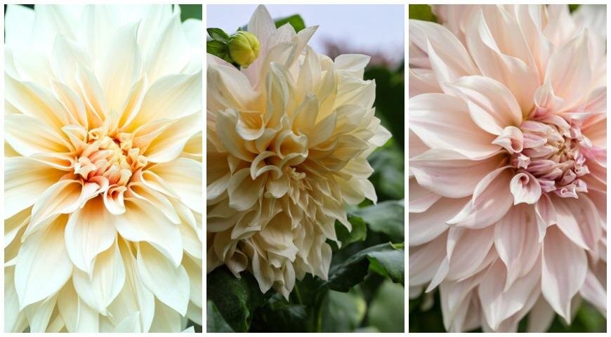 DAHLIA VARIETIES ...