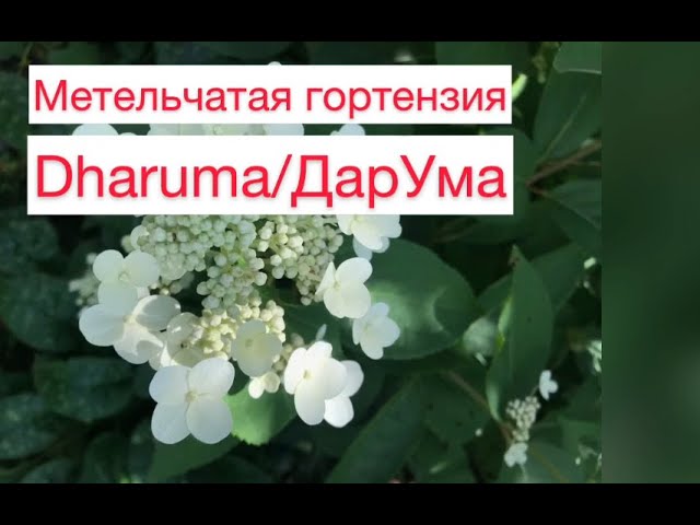 Гортензия метельчатая Дарума (hydrangea paniculata Dharuma ...