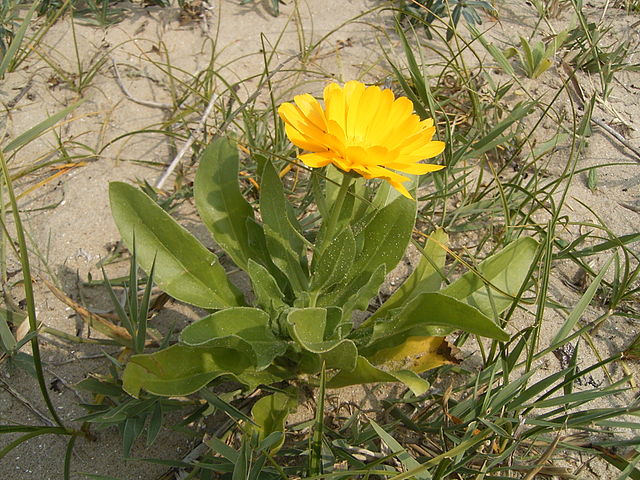 Календула (Calendula) — описание, выращивание, фото | на ...