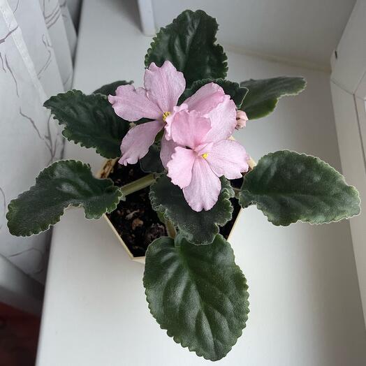 Episcia Cupreata ...