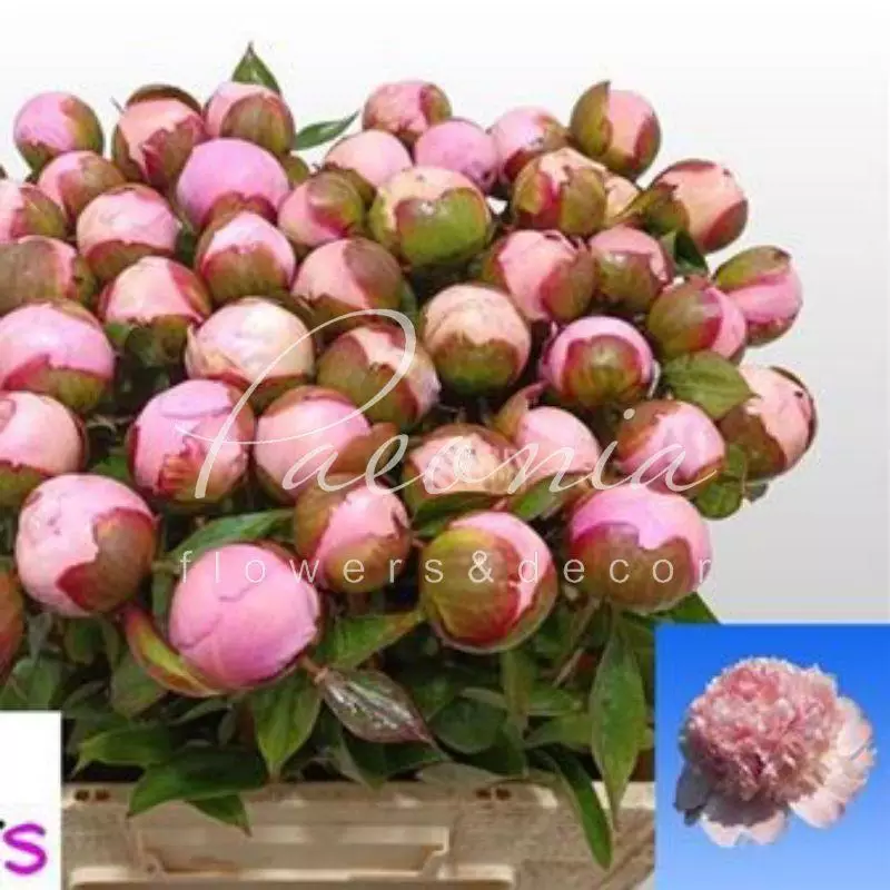 PEONY ANGEL CHEEKS 50cm | Wholesale Dutch Flowers & Florist ...